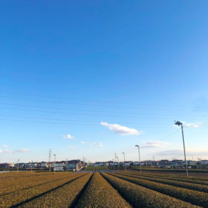 2月頃の茶畑