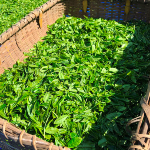 萎凋煎茶の生葉