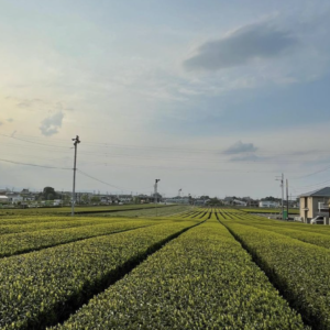 4月中旬の茶園