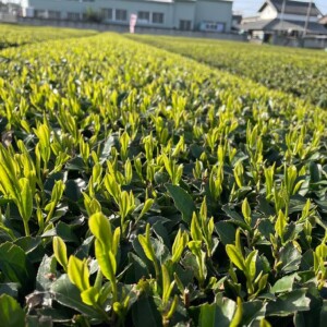 新茶の季節になりました。