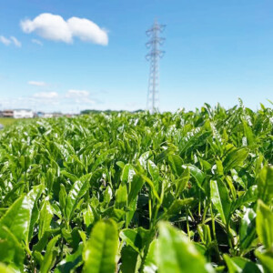 2025年、新茶販売開始
