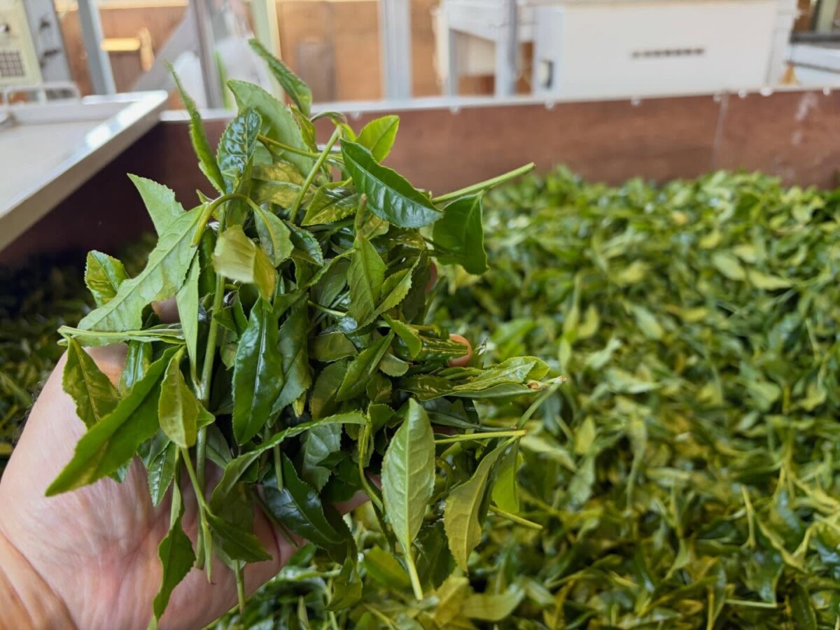 2026年の新茶販売
