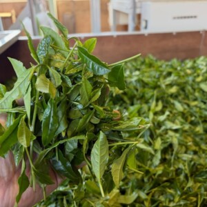 2026年の新茶販売
